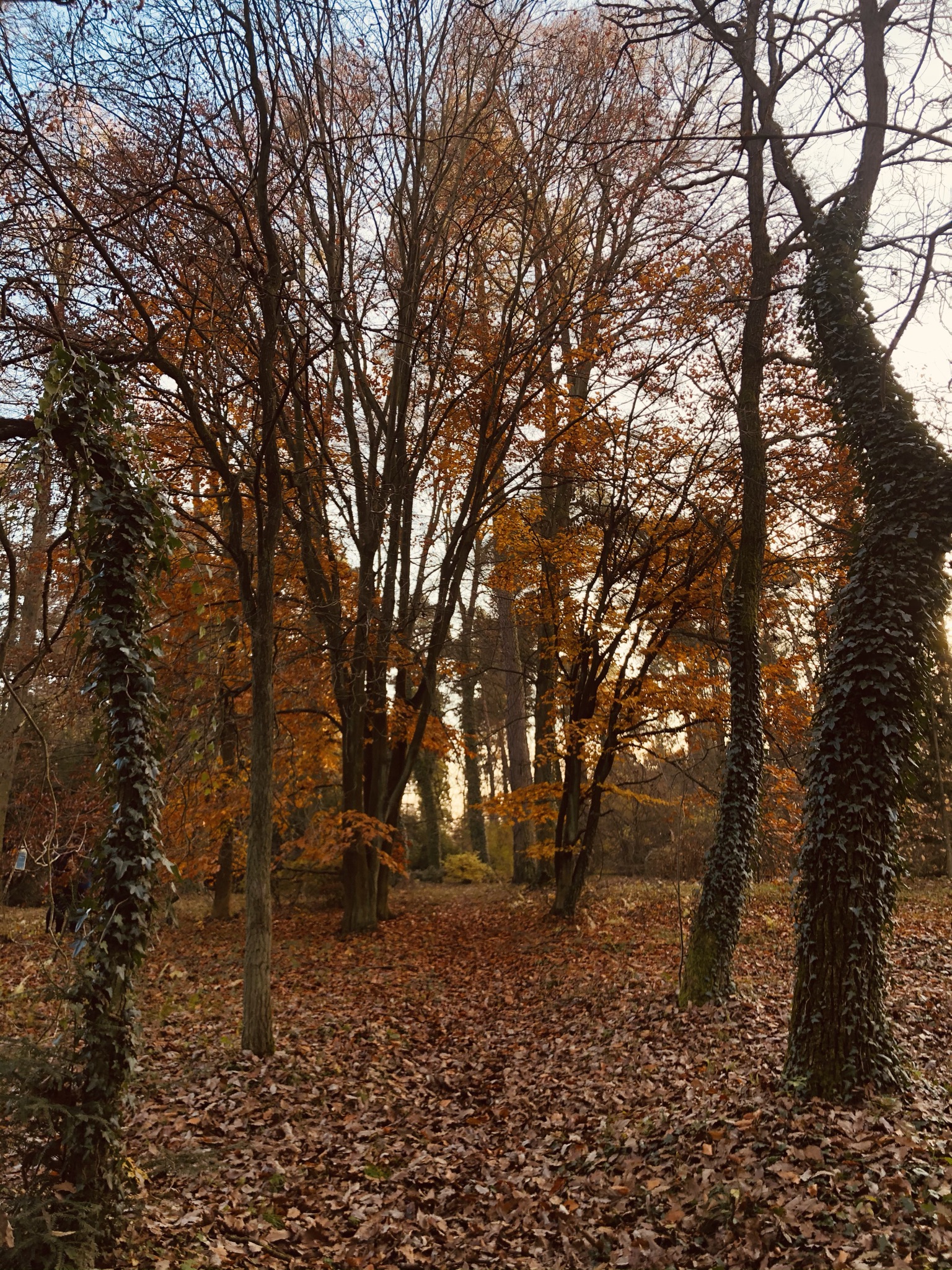 Zwiedzanie Arboretum w Rogowie jesienią