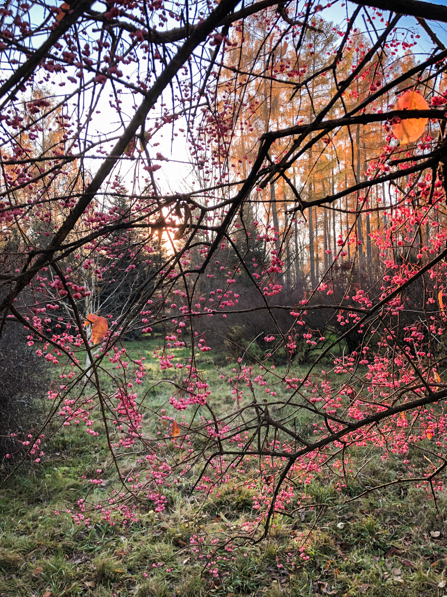 Zwiedzanie Arboretum w Rogowie jesienią
