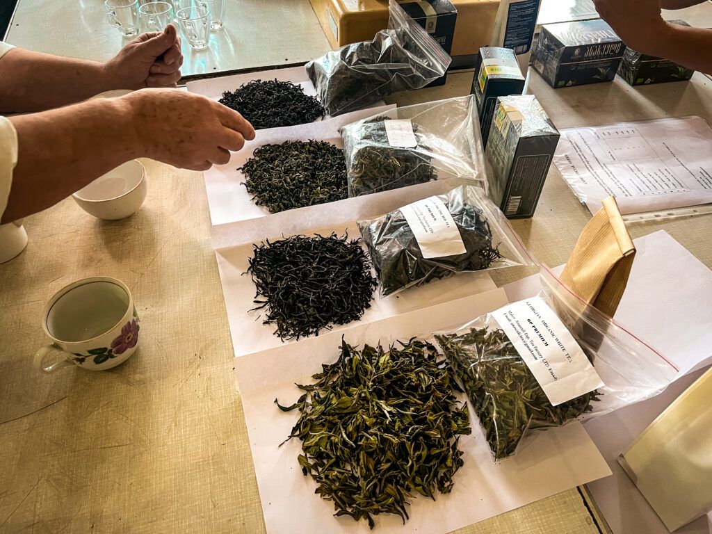 plantacje herbaty gruzja